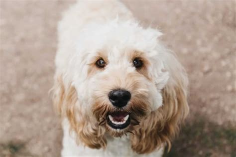 Afbeeldingsresultaten voor Cockapoo Adult Dogs