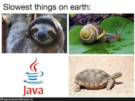 Image result for VBA Python Java Meme