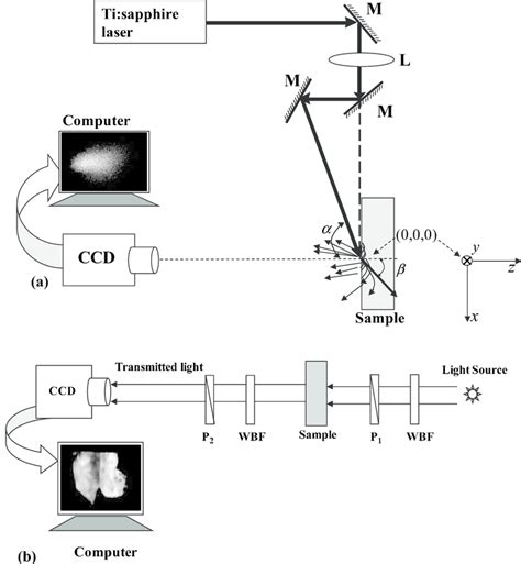 Image result for Diffuse Reflection Labelled Diagram