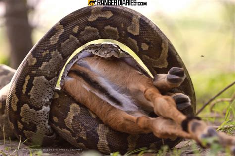 Image result for Python String Methods Cheat Sheet