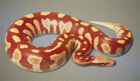Image result for Red Blood Ball Python