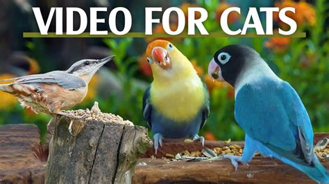 Image result for Bird Watching Videos for Cats