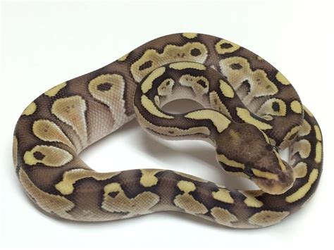 Image result for Ball Python