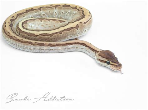 Image result for Kingpin Ball Python