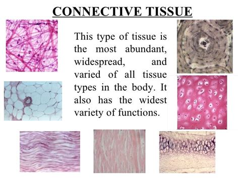 Connective tissue