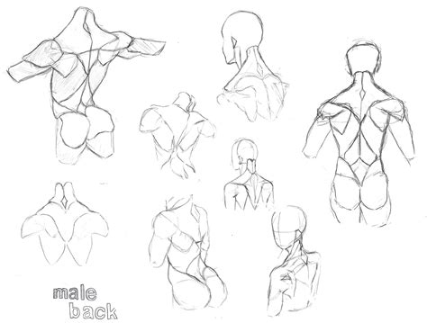 Image result for Back Torso Drawing