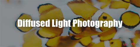 Image result for Diffused Lighting Examples