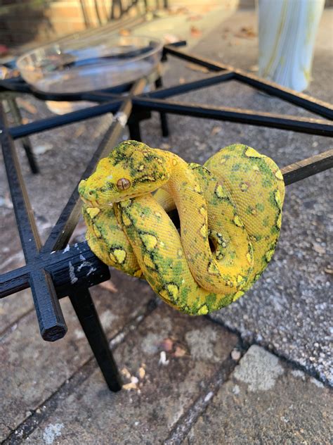 Image result for Yellow and Green Python