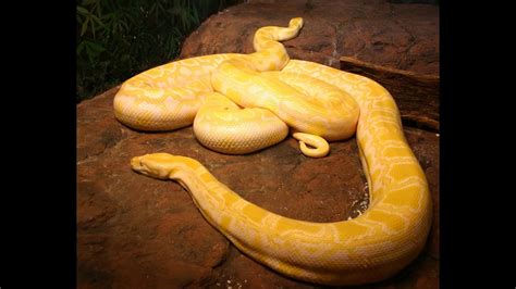 Burmese Python Facts-এর ছবি ফলাফল