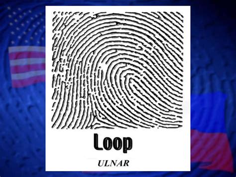 Image result for Accidental Loop Fingerprint Pattern