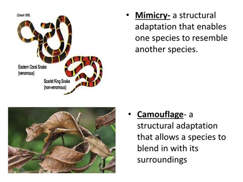 Image result for Types Of Evolutionary Model