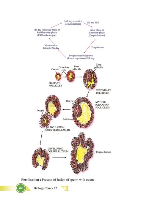 NCERT Class 12 Biology Human Reproduction PDF に対する画像結果
