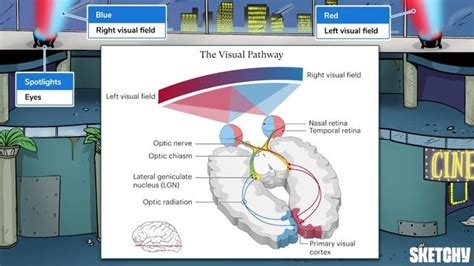 Image result for Visual Field Tracts