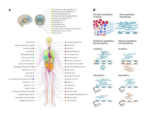 Image result for Human Tissue Types