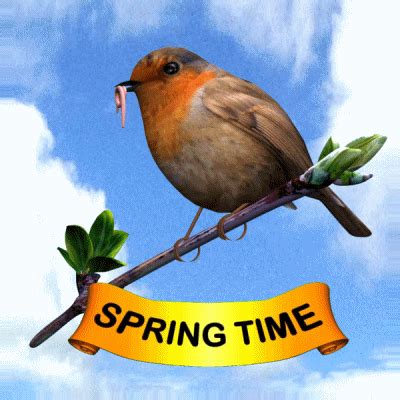 Springtime Robin GIF に対する画像結果