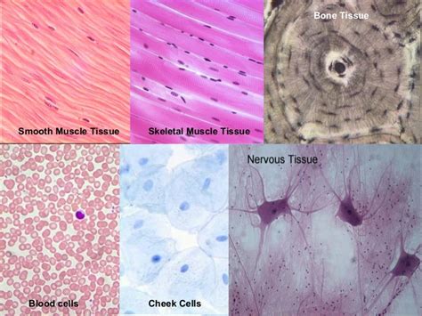 Image result for Tissue Types