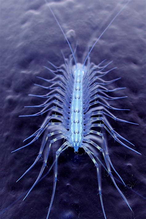 Alien Centipede に対する画像結果