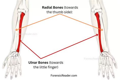 Image result for Accidental Loop Fingerprint Pattern