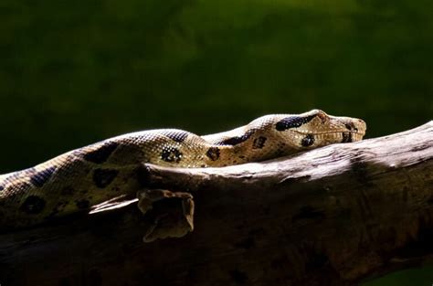 Boa vs Reticulated Python に対する画像結果