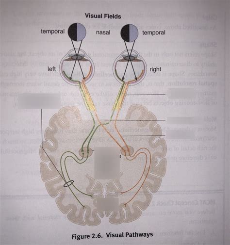 Visual Pathway Brain-साठीचा प्रतिमा निकाल