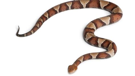 First copperhead snake bite of 2018 reported in Maryland | WBFF