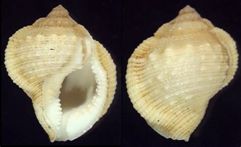Image result for Besh Shells