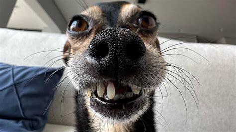 Image result for Funny Picture of a Python Engineer