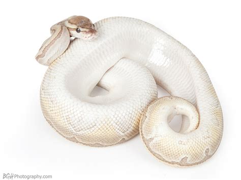 Image result for Kingpin Ball Python