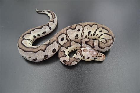 Afbeeldingsresultaten voor Axanthic Pastel Ball Python