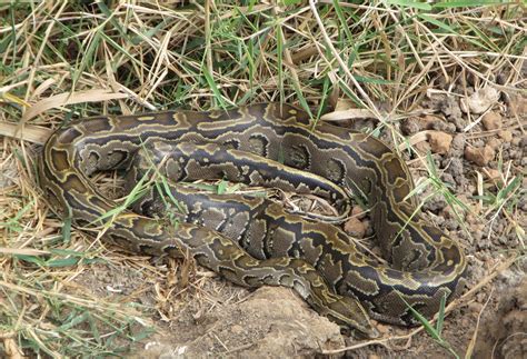 Image result for Python Snake Adult