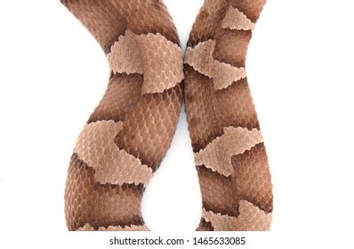 Image result for Copperhead Snake Pattern
