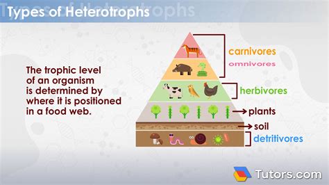 Image result for Homotrophic Examples