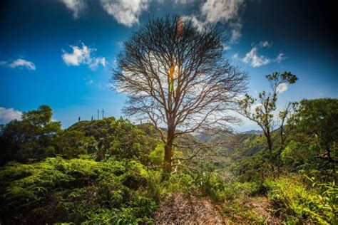 Random Tree Wallpaper - Grove - 2526x1686 Wallpaper - teahub.io