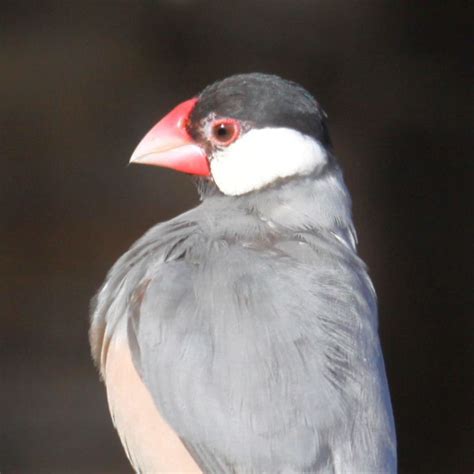 Image result for Java Finch Gender