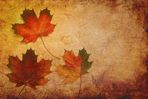 Image result for Leaf Texture High Resolution