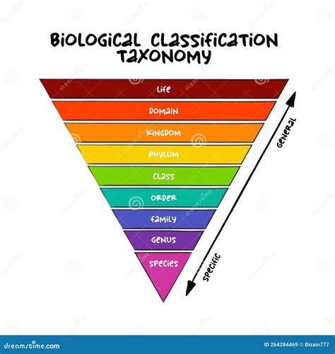 Afbeeldingsresultaten voor Taxonomic Tree Example