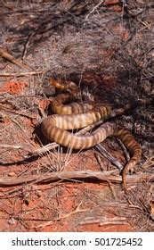 Image result for Woma Python Desert