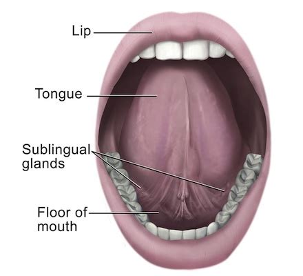 Image result for Parts of Tongue