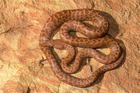 Image result for Pygmy Python