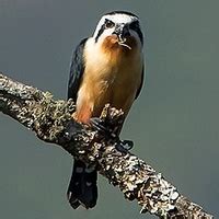 Image result for Australaves Examples