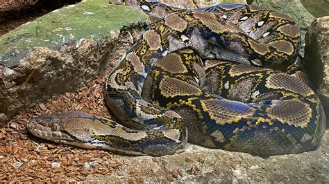 Toradh íomhá ar Python Reticule