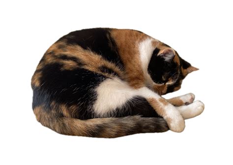 Résultat d’images pour SAS Programming