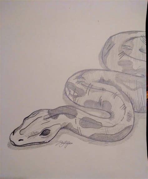 Image result for Along Python Drawing