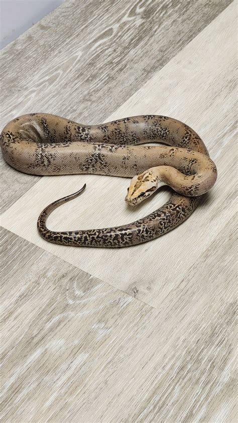 Image result for Granite Burmese Python