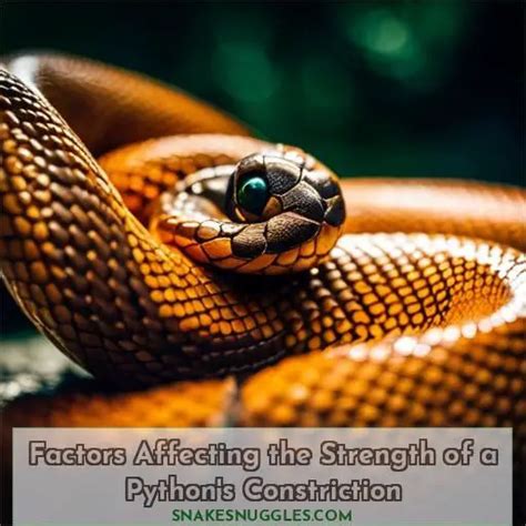 Image result for Constrict and Slit Her Python