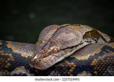 Image result for Python Head