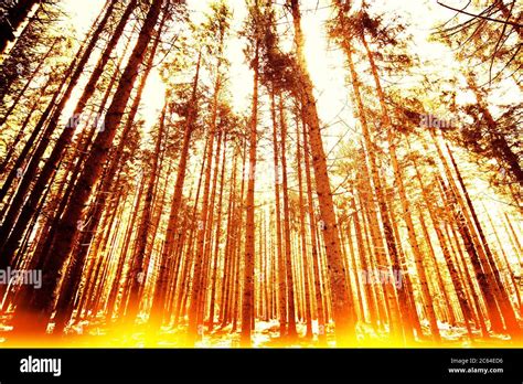 Linear Forest Graphic に対する画像結果