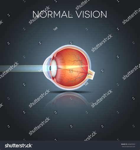 Image result for Normal Vision Near Object Image