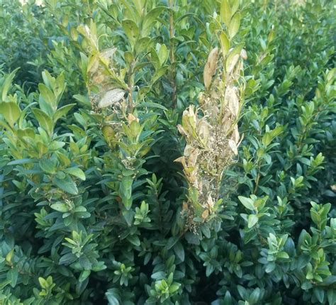 Image result for Box Tree Moth Infestation