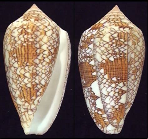 Image result for Besh Shells